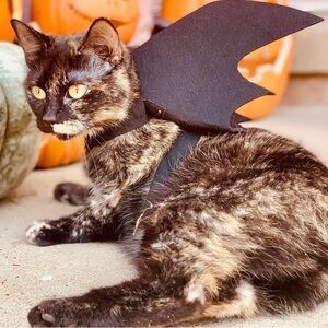 Black Bat Wings Cat Costume